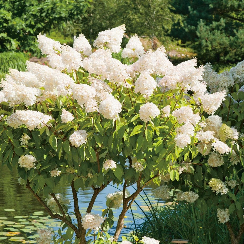 Rispenhortensie 5 Liter- Container Hydrangea paniculata Angebot bei Bauhaus