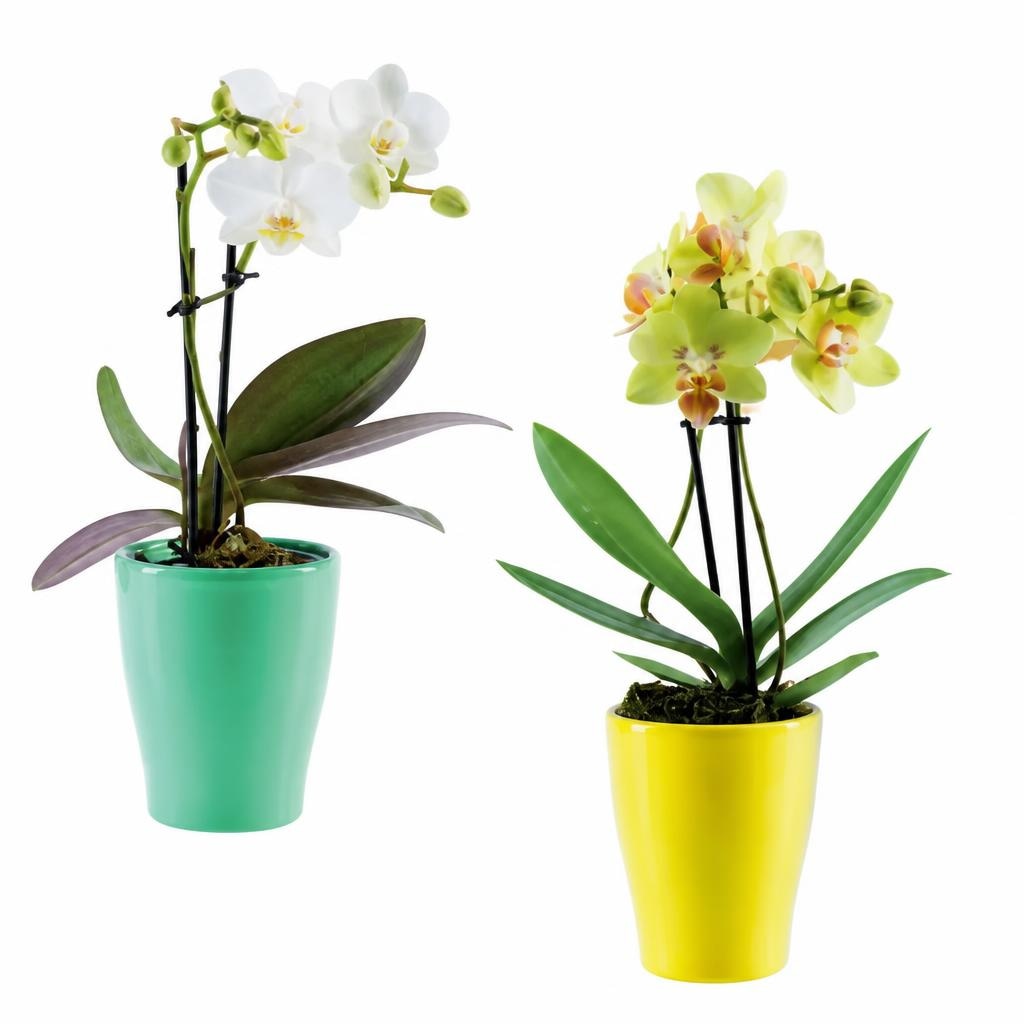 Mini-Phalaenopsis in Keramik Ø-Topf: 6,5 cm; Höhe inkl. Topf: 18-30 cm Angebot bei Lidl