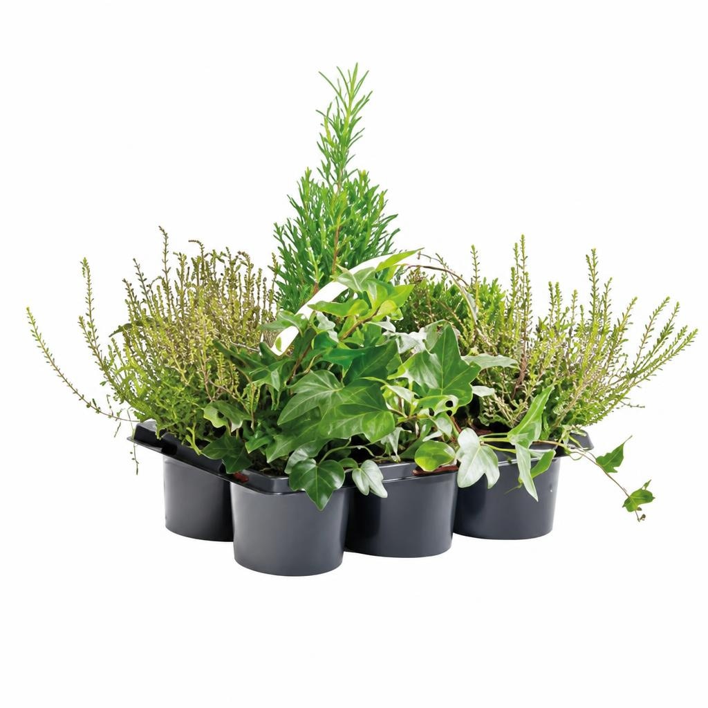 Heidegarten Mix Tray Tray Angebot bei Maximarkt
