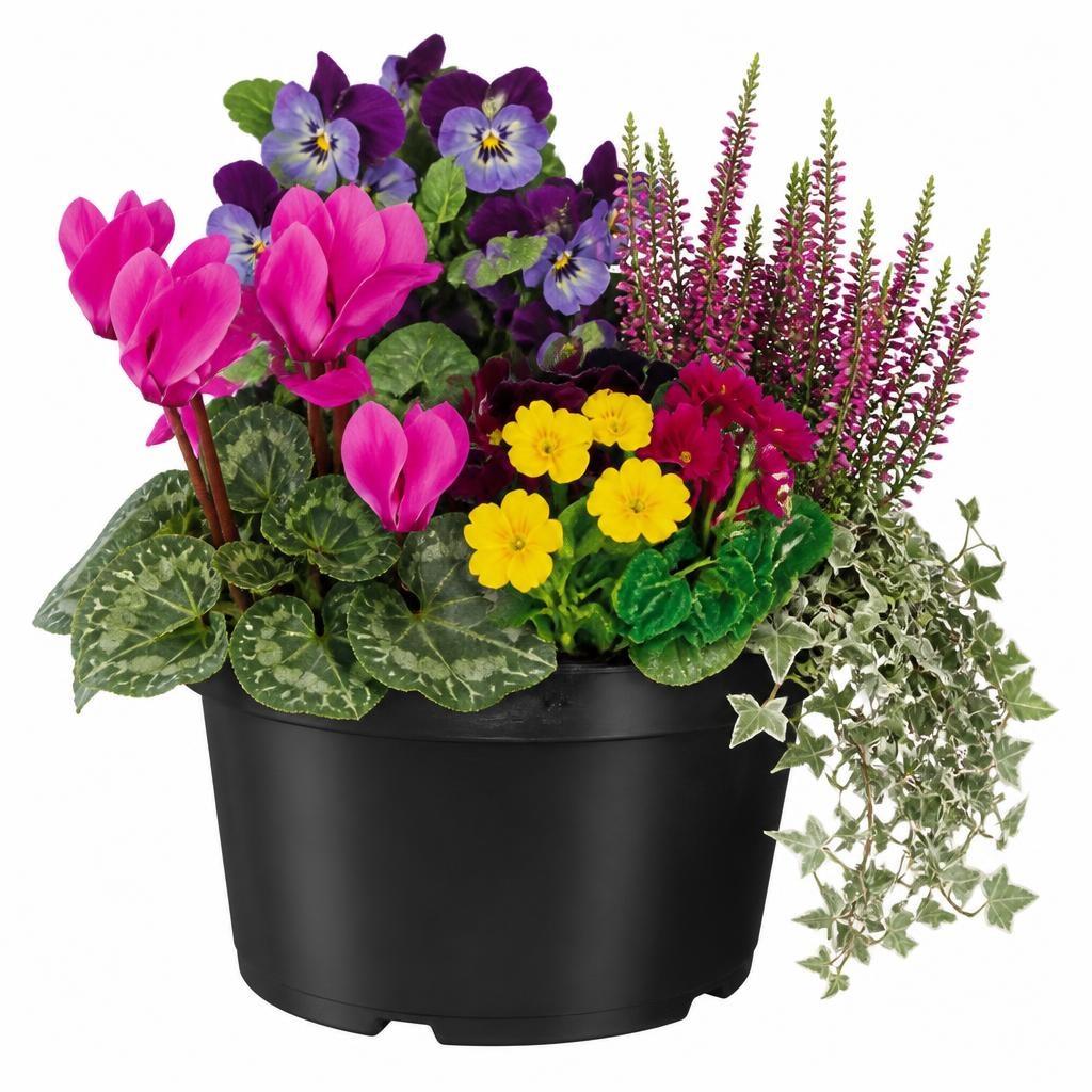 Herbstmix Trio Angebot bei Norma