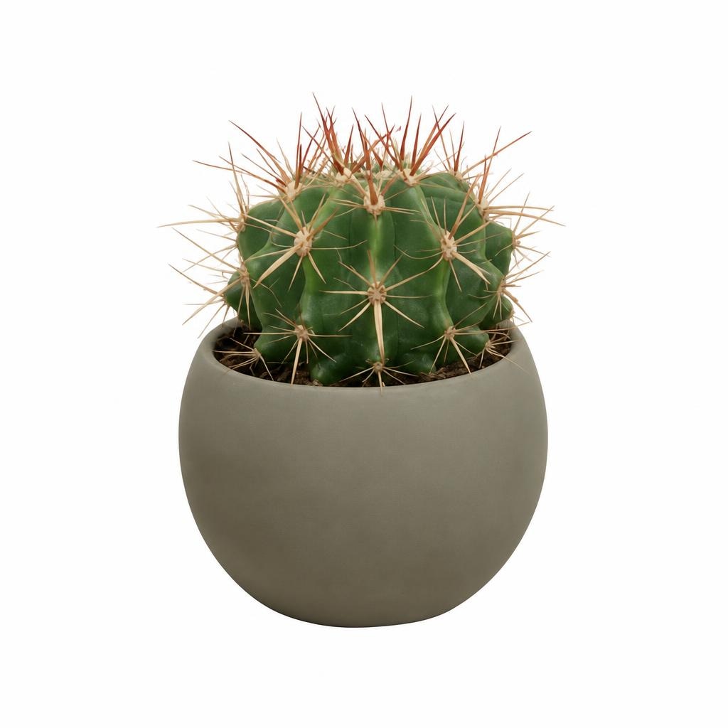 Kaktus Kugeltopf Ø-Topf: 17 cm, H ca. 18 - 22 cm Angebot bei Hofer