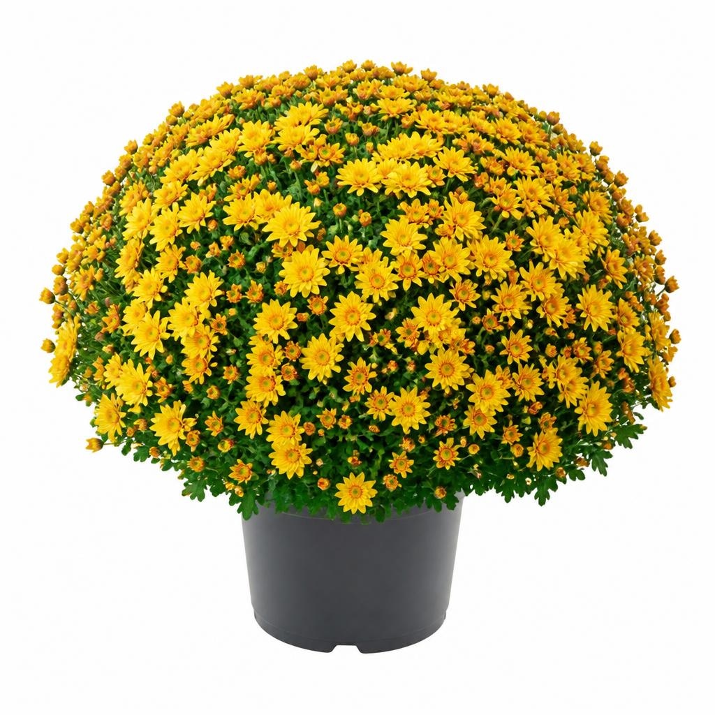 Chrysanthemen Multiflora 3 Liter- Container, Ø 40cm Dendranthema multiflora Angebot bei Bauhaus