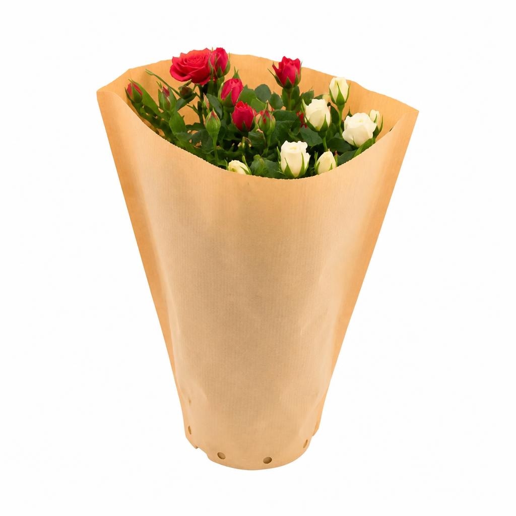 Topfrosen in Papiertüte im 14-cm-Topf ca. 35 cm hoch Angebot bei Penny