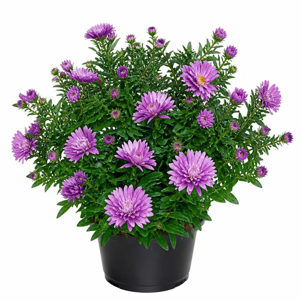 Herbstaster Ø-Topf: 17 cm Angebot bei Lidl