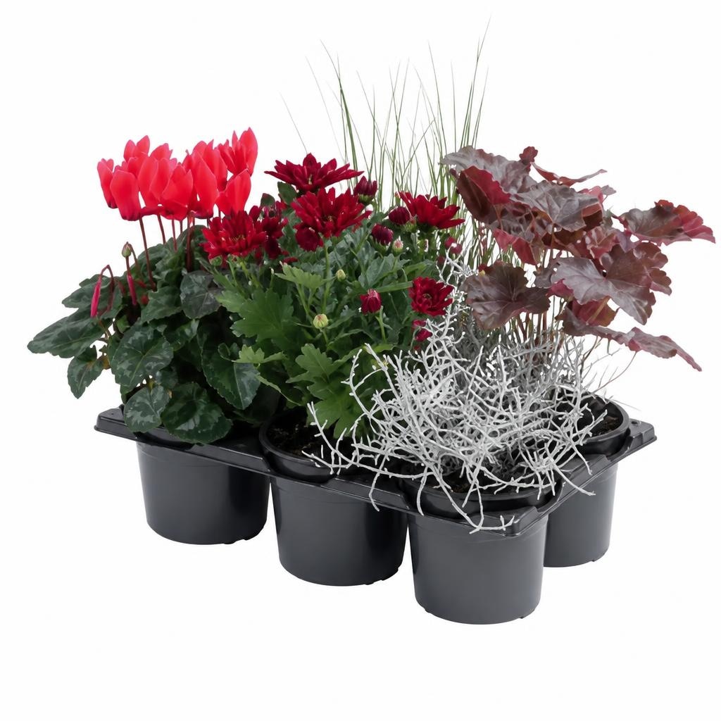 Bunter Herbst im 6er-Tray Angebot bei Hofer