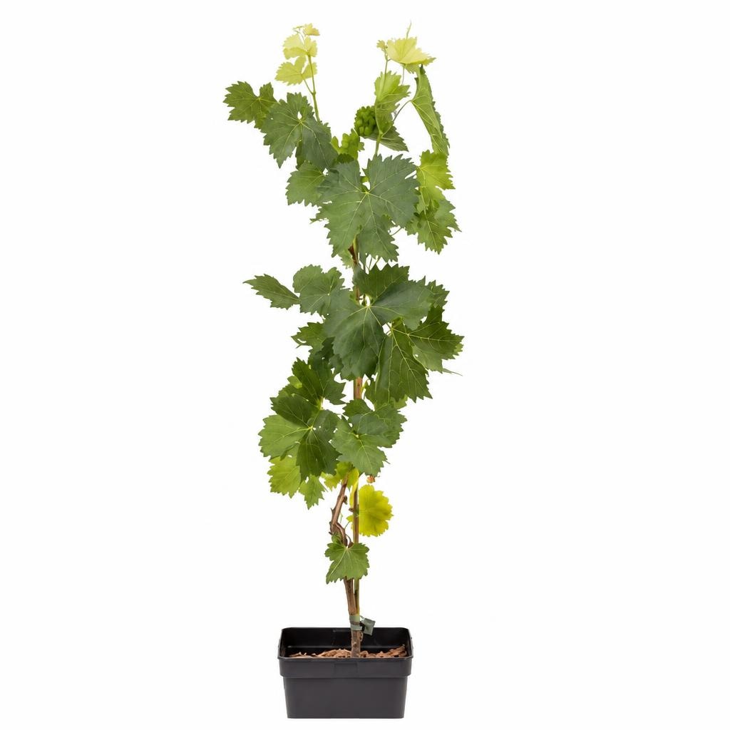 Weinrebe 5 l-Container Angebot bei Lagerhaus
