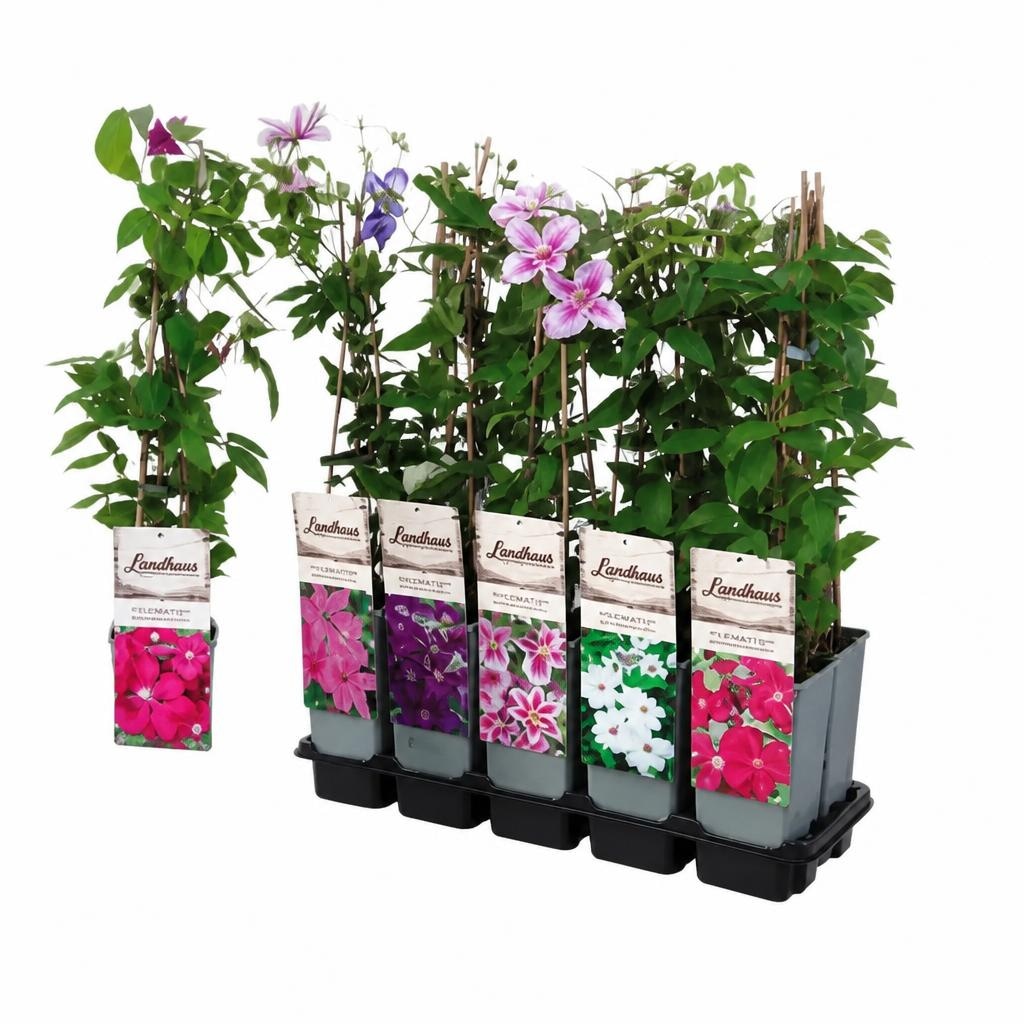 Clematis Landhaus-Mix Angebot bei Lagerhaus