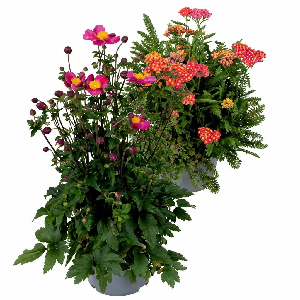 Herbstanemone/Dreifärbige Schafgarbe im 3-l-Topf Angebot bei Hofer