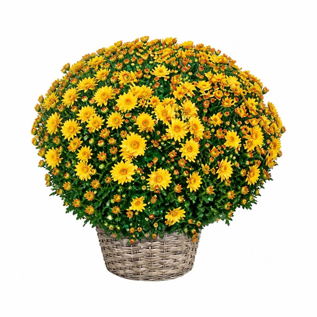 Chrysanthemen Multiflora 3 Liter-Container, Ø 40 cm Angebot bei Bauhaus