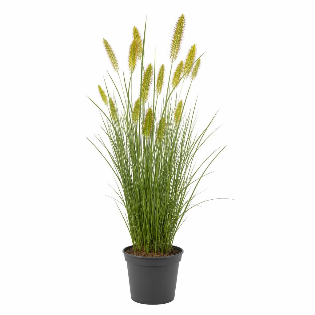Gräser 23 cm-Topf Angebot bei Bauhaus