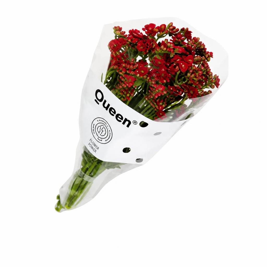 Kalanchoe-Strauß Angebot bei Interspar
