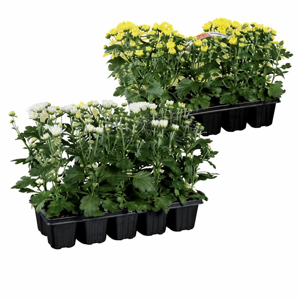 Chrysanthemen "Garden Mum" 10er Tray Angebot bei Lidl