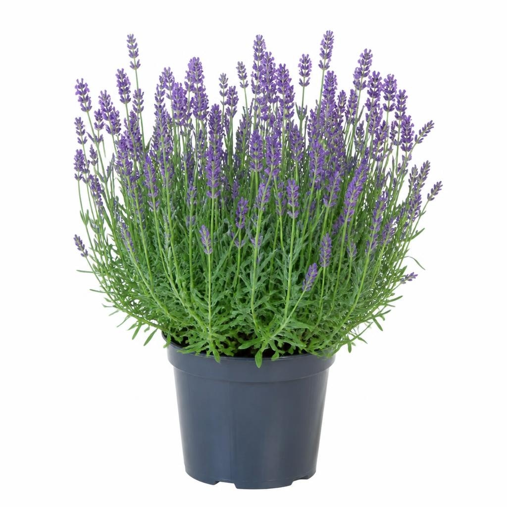 Lavendel Angebot bei Norma