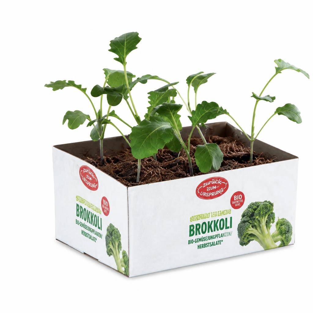 Bio-Gemüsejungpflanzen/Herbstsalate 6er-Tasse Angebot bei Hofer