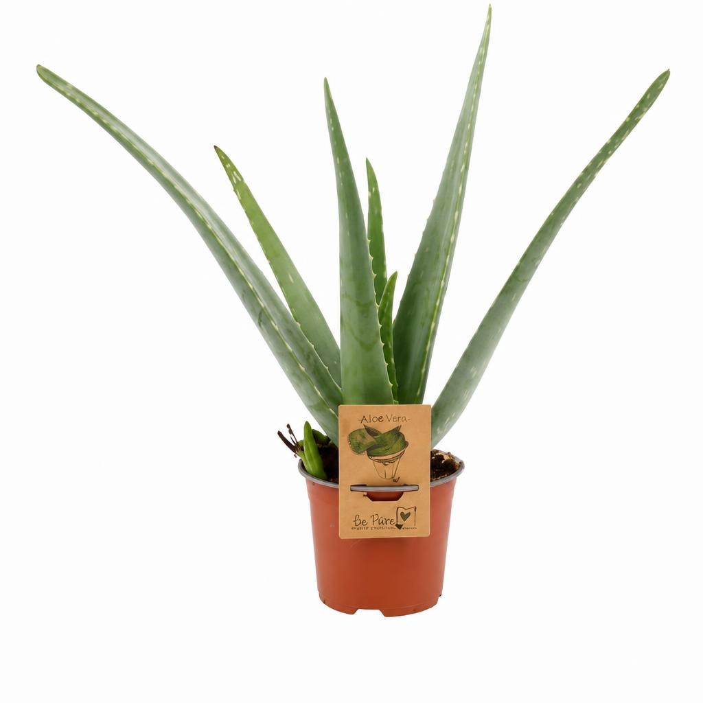 Aloe Vera 1 Stk. Angebot bei Eurospar