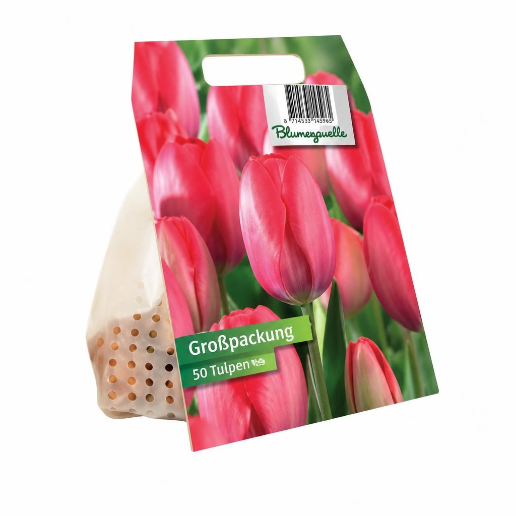 Blumenzwiebeln Großpackung Angebot bei Hofer