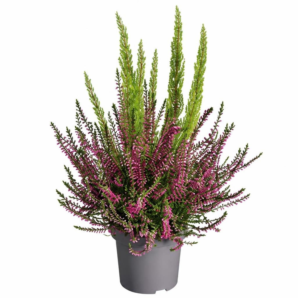 Erica-Calluna Duo Angebot bei Lidl