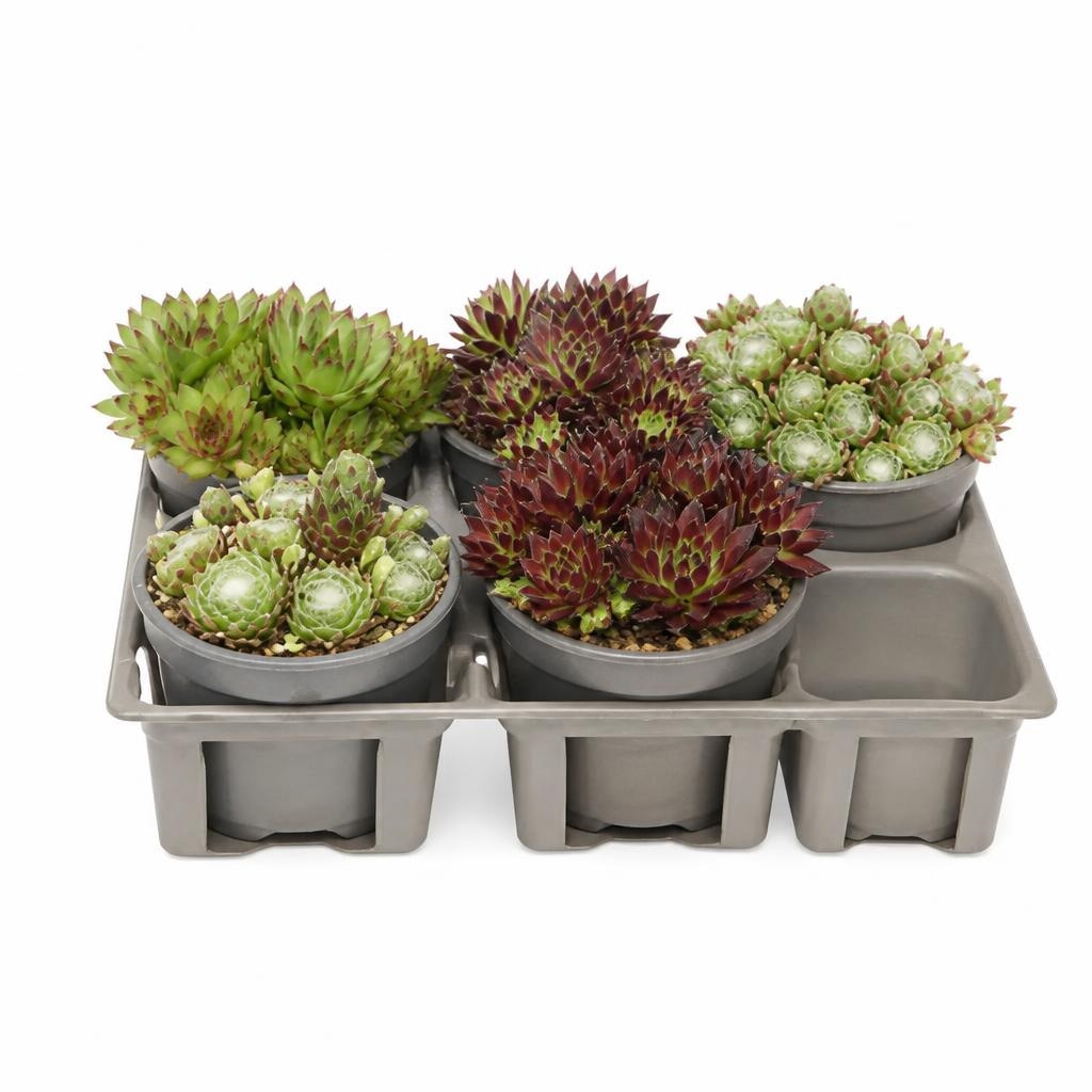 Sukkulentenschale 4er Ø-Schale: 19 cm, H ca. 18 - 22 cm Angebot bei Hofer