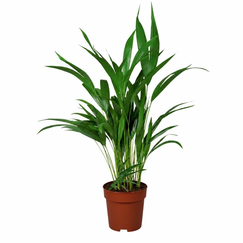 Palme Angebot bei Lidl