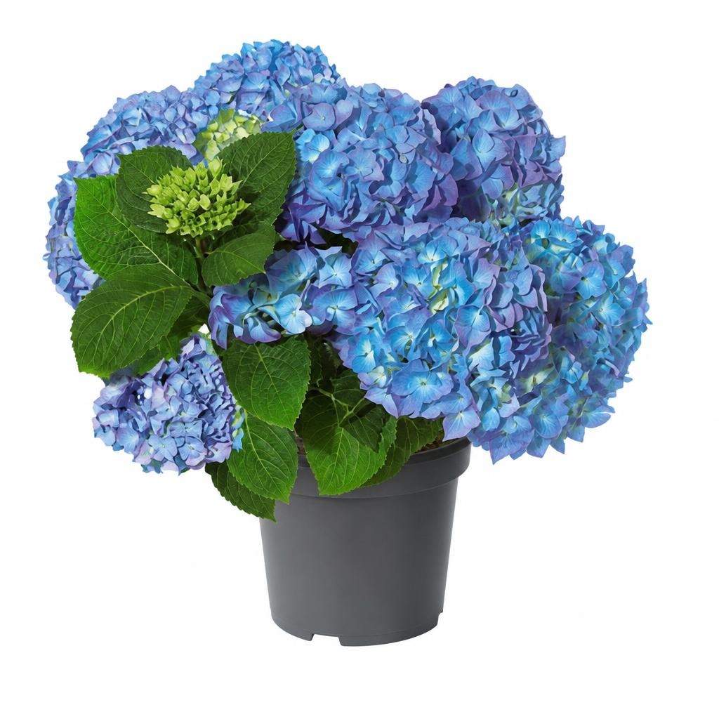 Hortensie 23 cm-Topf Hydrangea macrophylla Angebot bei Bauhaus