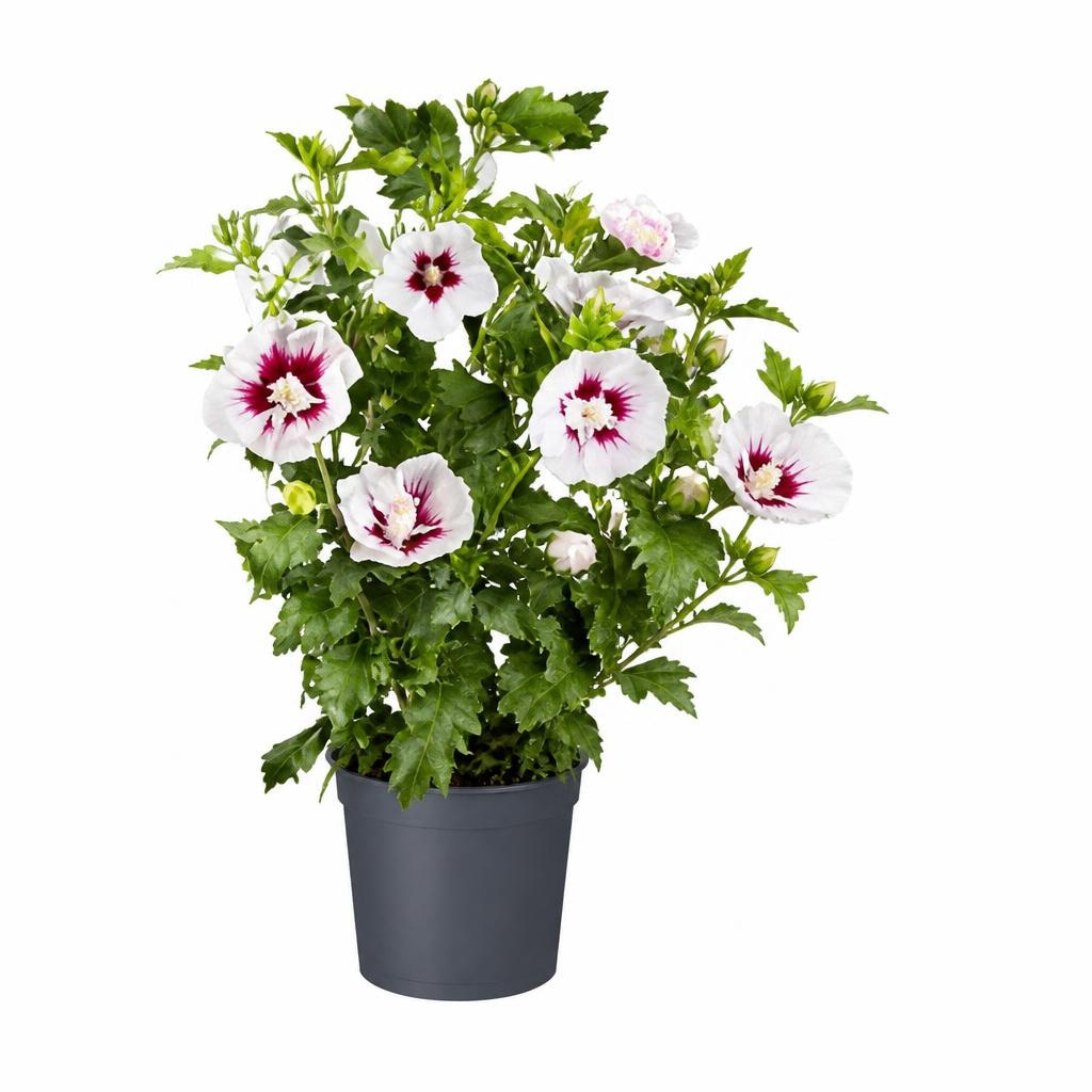 Gartenhibiskus 5 Liter- Container Hibiscus syriacus Angebot bei Bauhaus