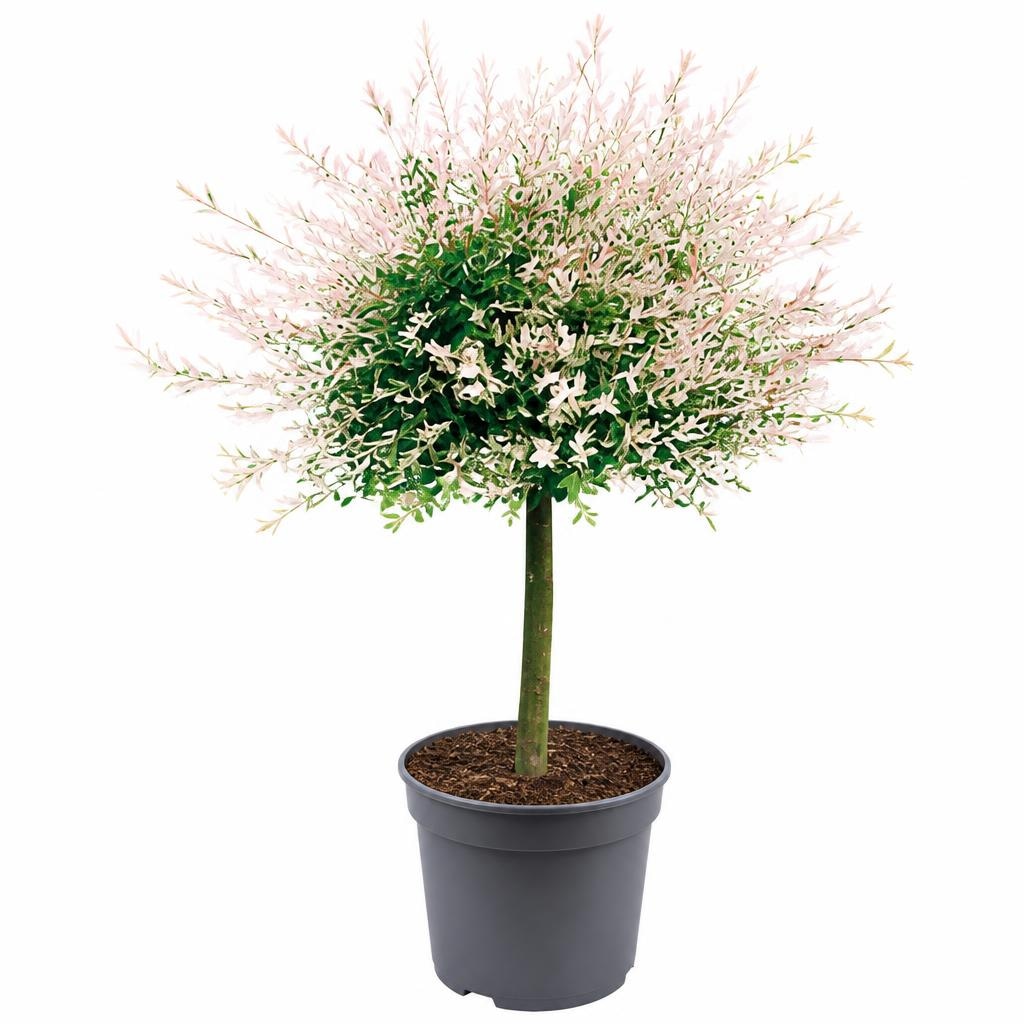 Harlekinweide 5 Liter- Container Salix integra 'Hakuro Nishiki' Angebot bei Bauhaus