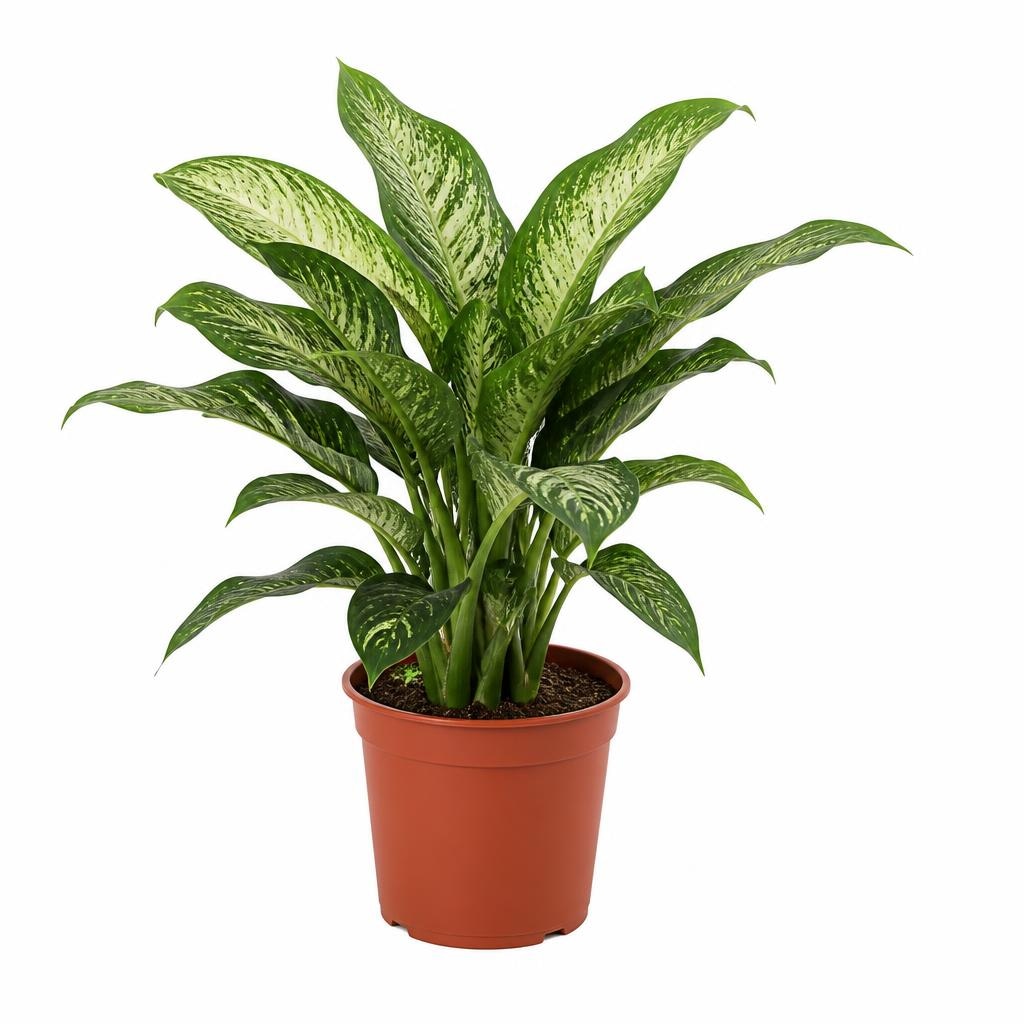 Dieffenbachie 24 cm-Topf Angebot bei Bauhaus
