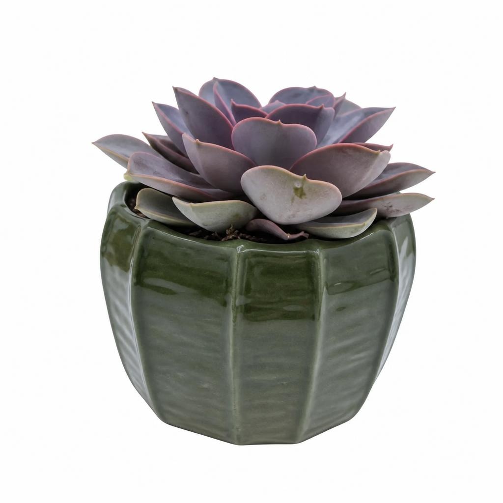 Sukkulente „Copenhagen“ Ø-Topf: 15 cm, H ca. 14 - 30 cm Angebot bei Hofer