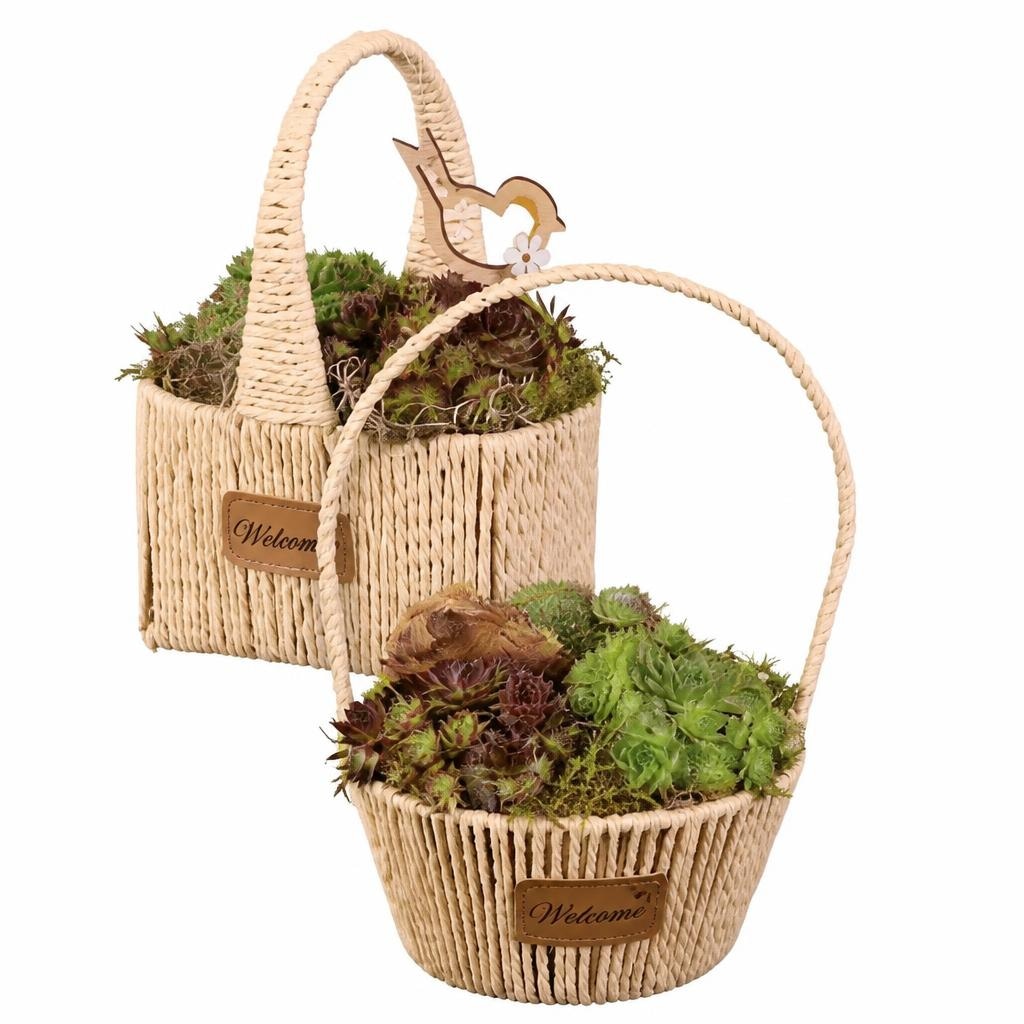 Sempervivum Arrangement im Korb Höhe inkl. Korb: 45-76 cm Angebot bei Lidl