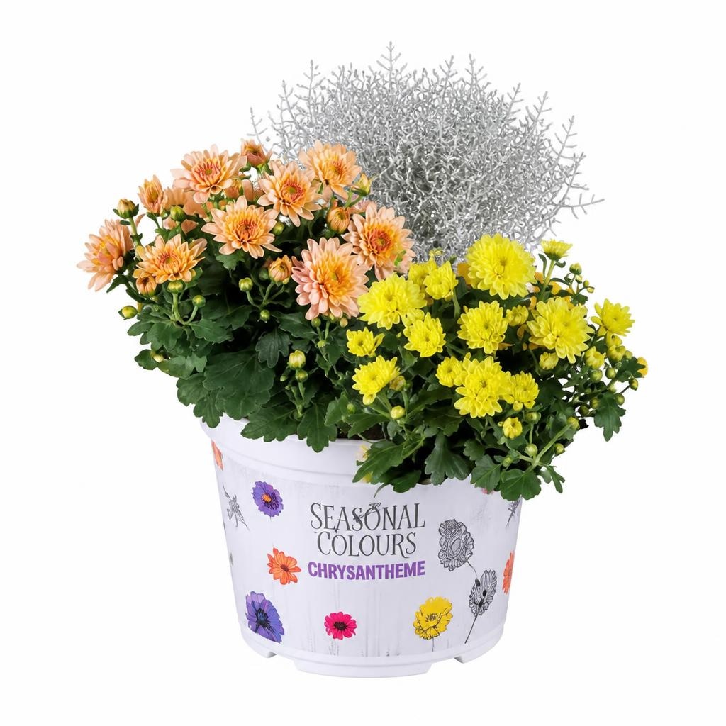 All Blooms Herbstharmonie Ø-Topf: 19 cm; Höhe inkl. Topf: 30-40 cm Angebot bei Lidl