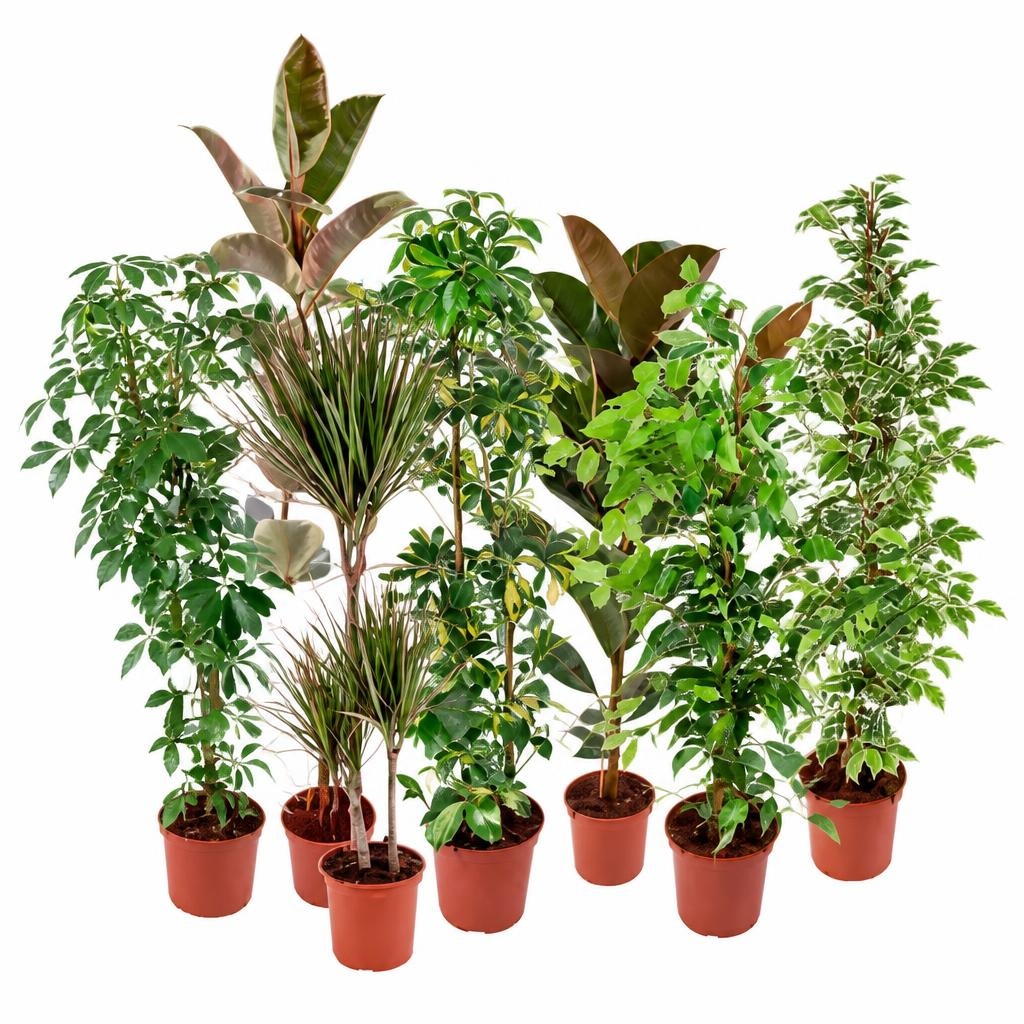 Exklusive Solitärgrün-Pflanzen 21 cm Topf, ca. 80 – 110 cm hoch Angebot bei Penny