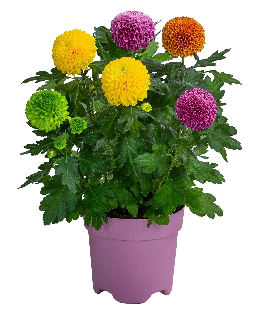 Chrysanthemen Flower-Pops 14 cm Topf, ca. 35 cm hoch Angebot bei Penny