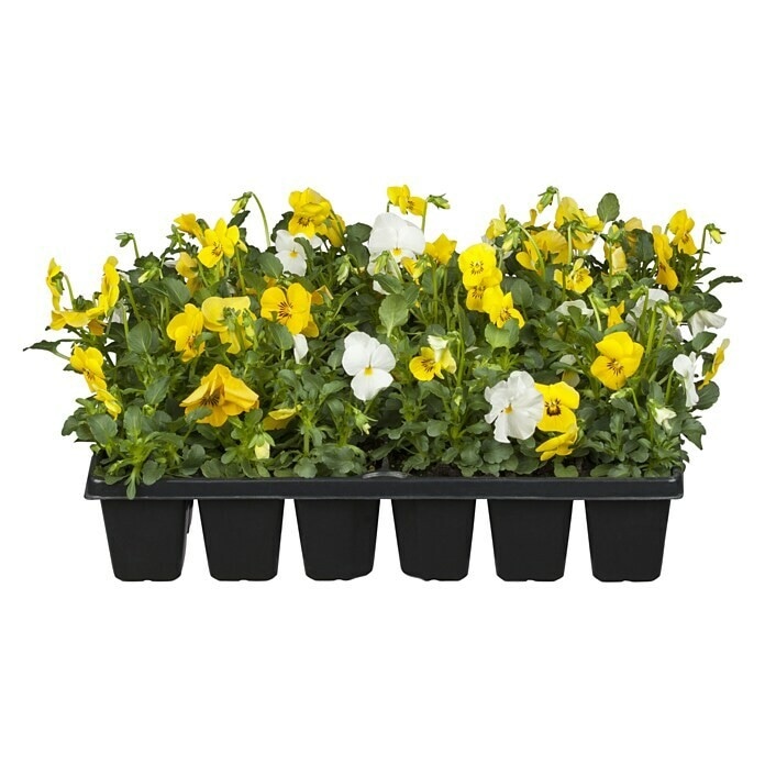 Stiefmütterchen/Hornveilchen 10er Tray Angebot bei Lidl
