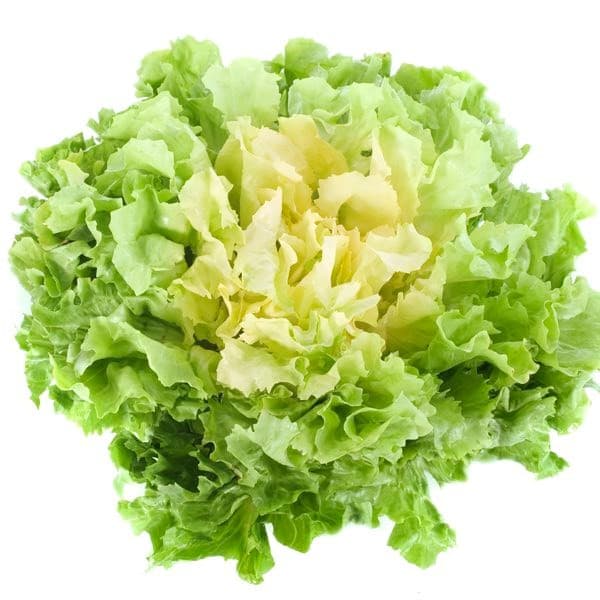 Endivien Salat, per Stück – MPREIS