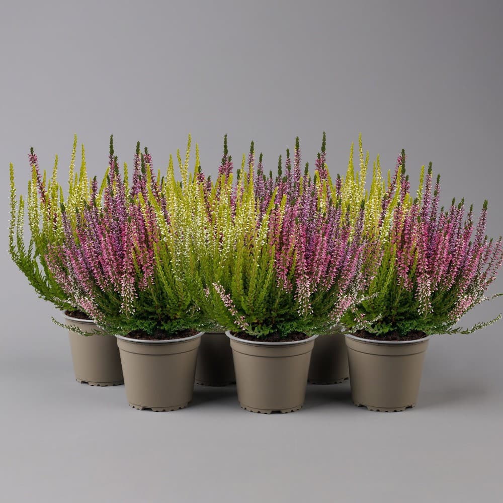 Calluna 'Beauty Ladies', 11-cm-Topf – Bauhaus