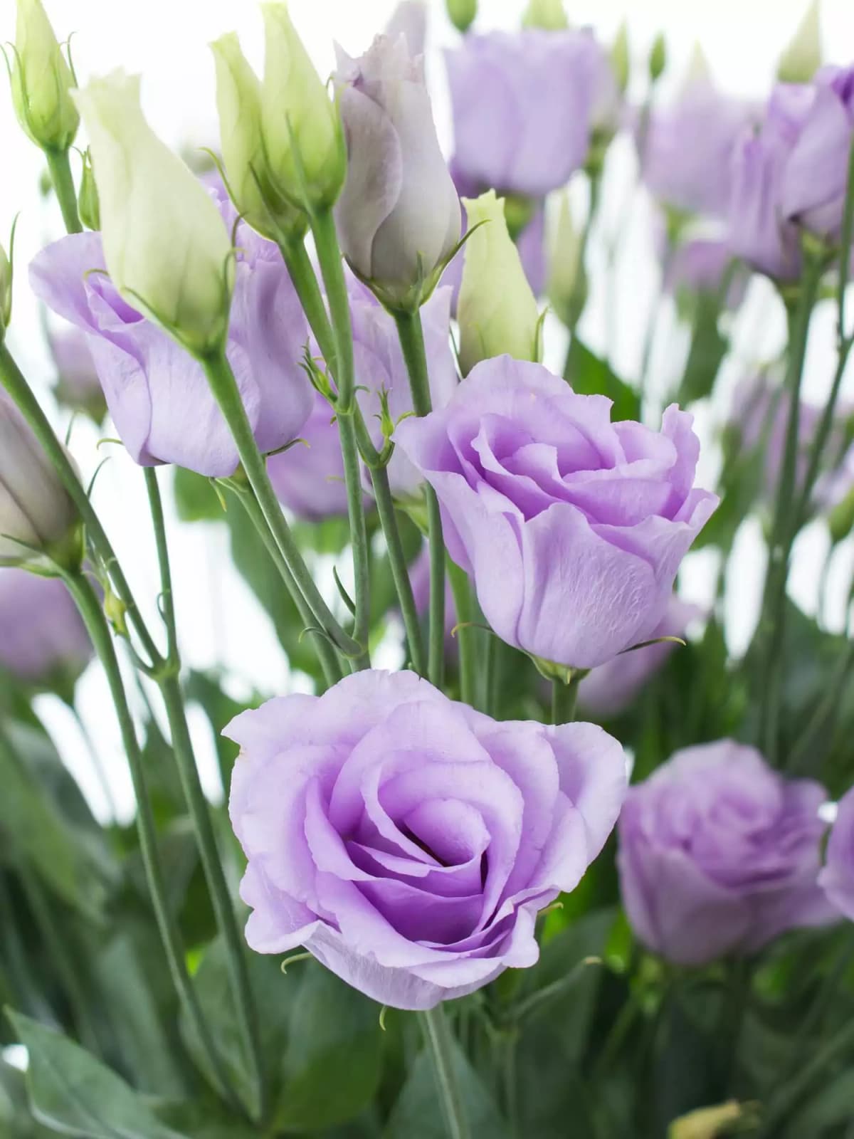 Lisianthus Angebot bei Norma