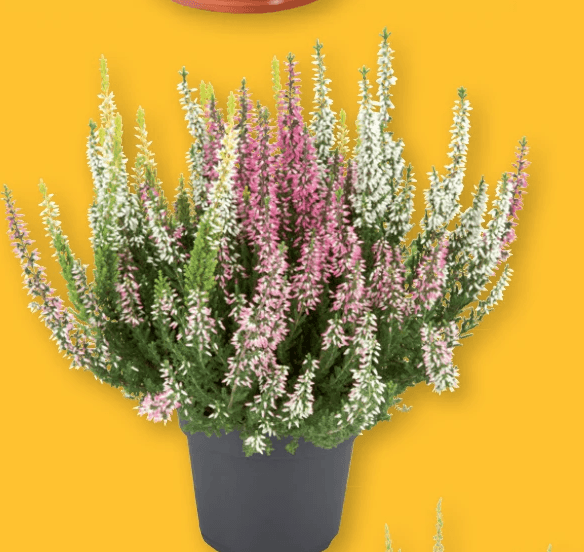 Calluna vulgaris Trio – Lidl