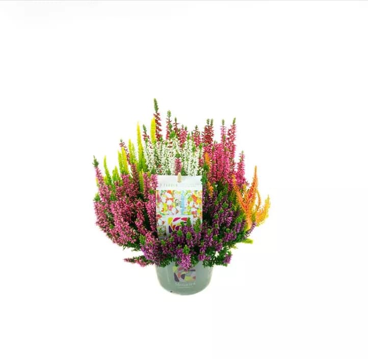 Calluna 'Beauty Ladies Mosaika', 14-cm-Topf – Bauhaus