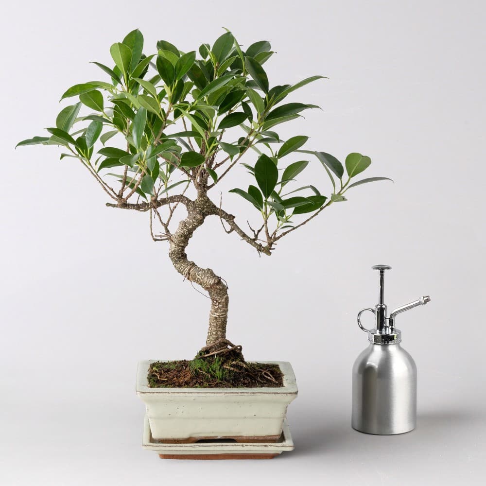 Bonsai in Schale, Ø Schale: 15,5/16 cm – Hofer