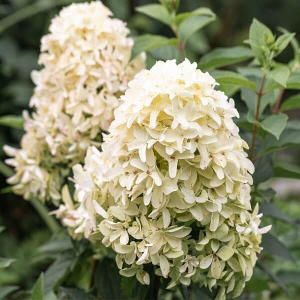 Rispen Hortensie 1 Pflanze Angebot bei Norma