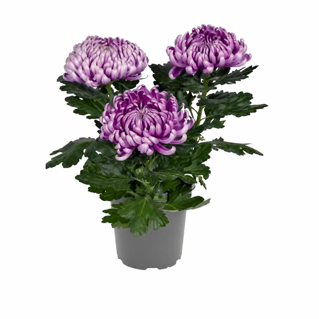 Ballen-chrysanthemen, 3 Baller – Adeg