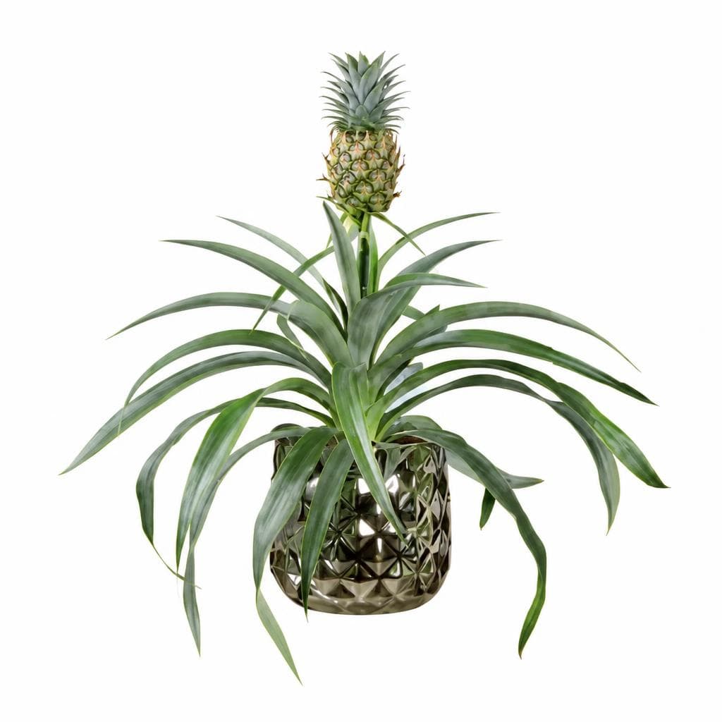Zier-Ananas in Keramik – Lidl
