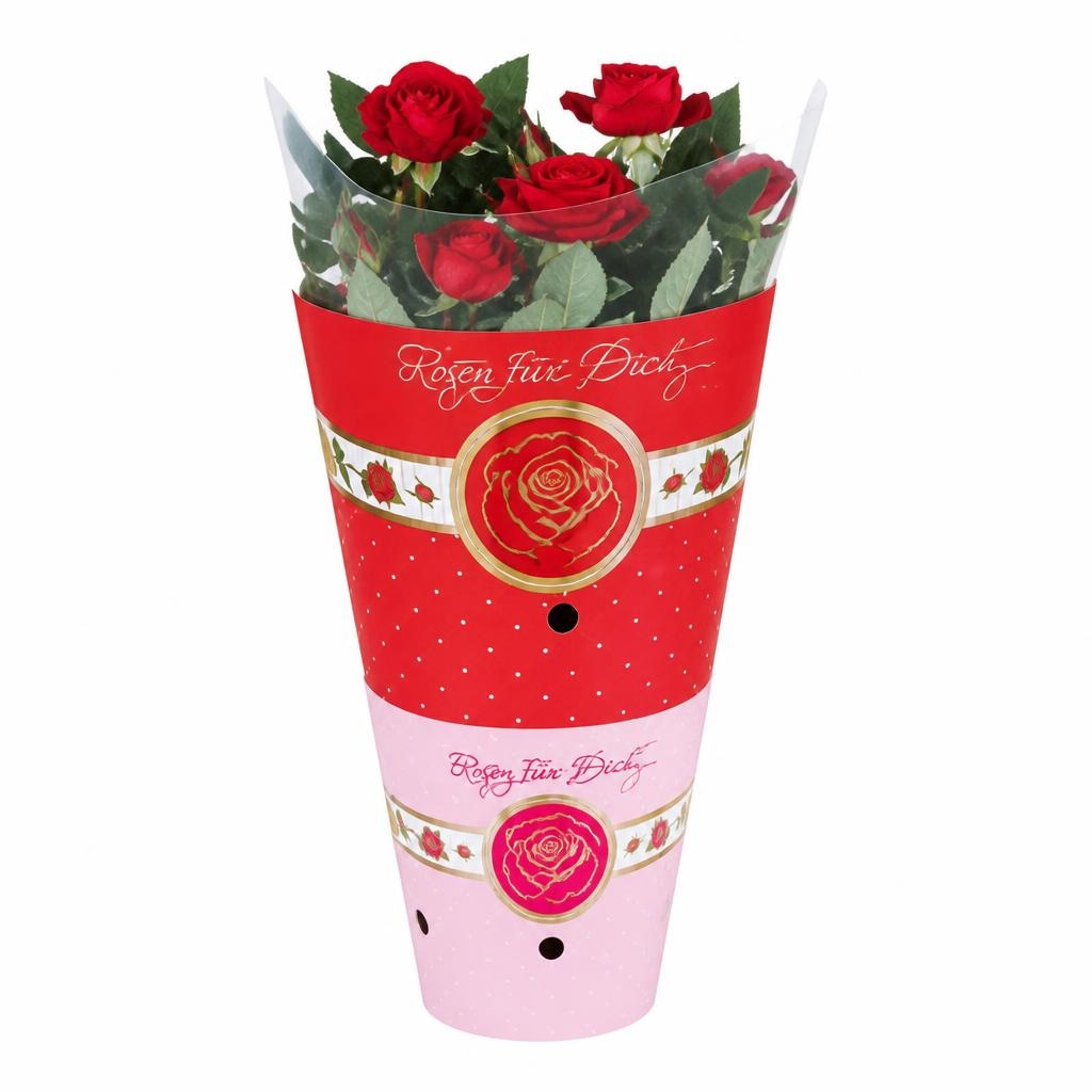 Topfrose Angebot bei Norma