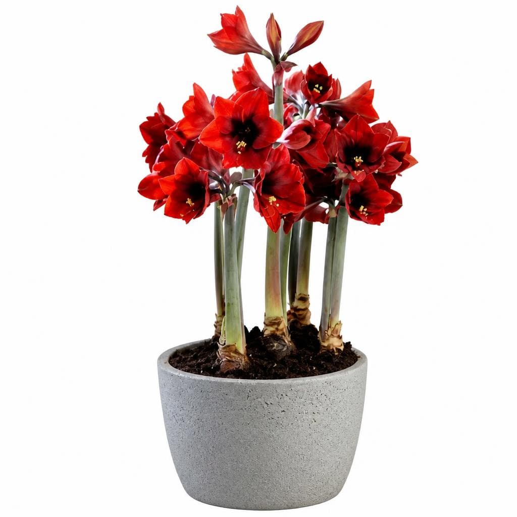 Amaryllis – Bauhaus
