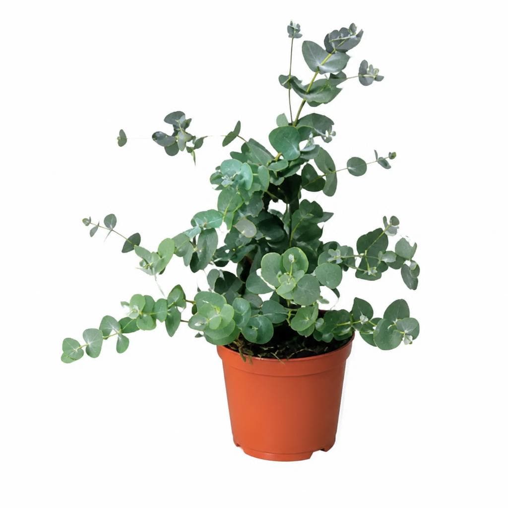 Echter Eukalyptus „Gunni“ – Norma