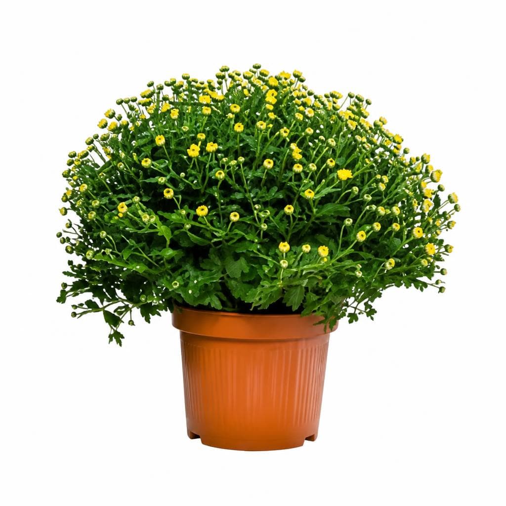Chrysanthemen Busch, Im 19 cm Topf – Interspar