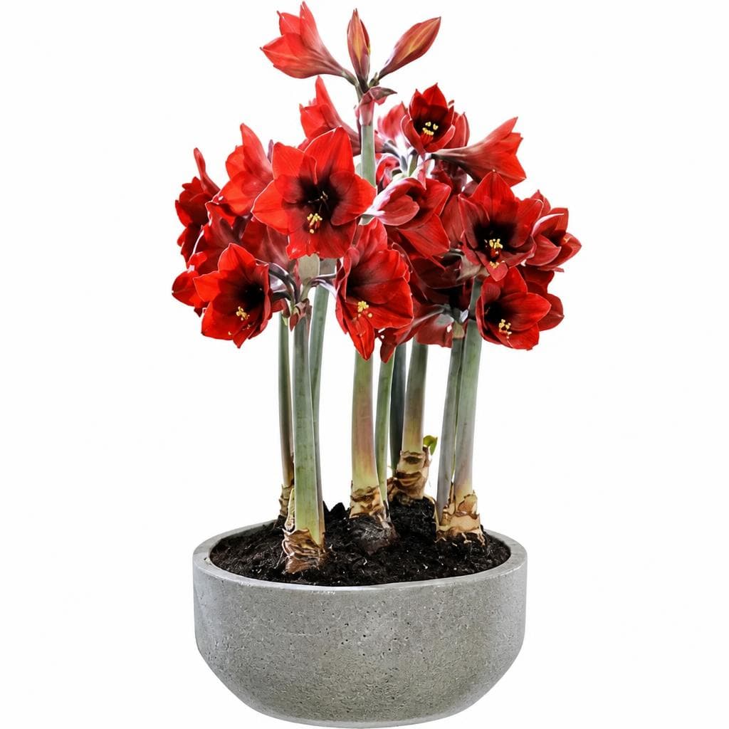 Amaryllis, 12-cm-Topf – Bauhaus