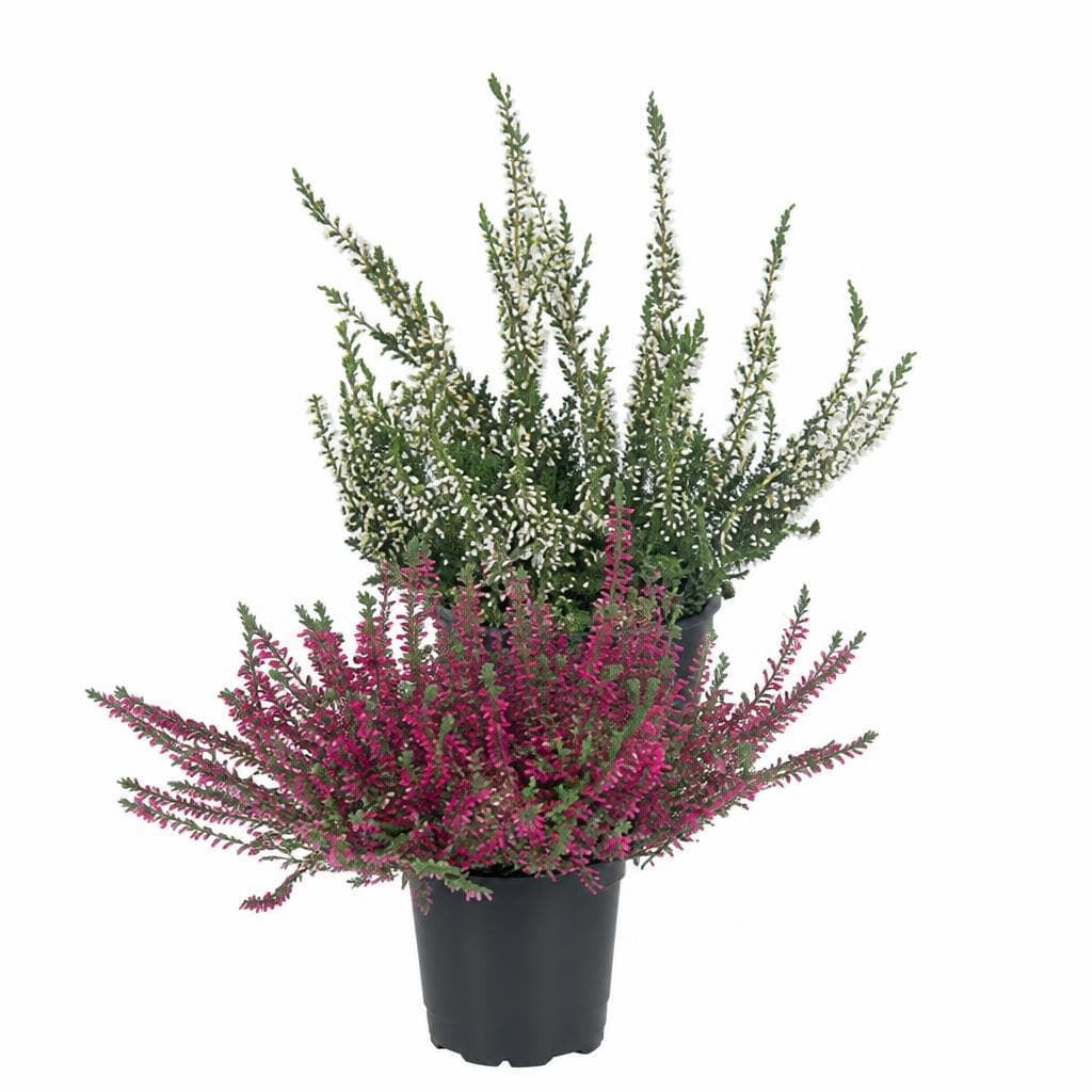 Calluna vulgaris Angebot bei Lidl