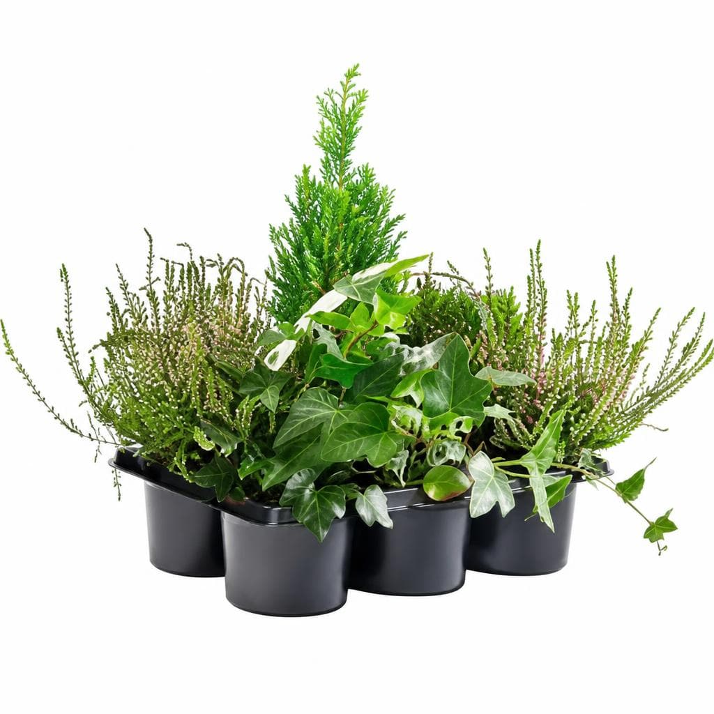 Heidegarten-Mix, In 9-cm-Töpfen – Interspar